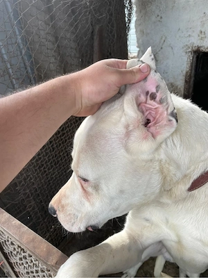 Vand pui din rasă Dog Argentinian - imagine 3