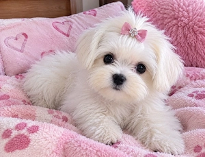 bichon maltez 