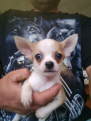 Bairtel chihuahua  - imagine 2