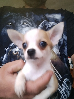 Bairtel chihuahua  - imagine 3