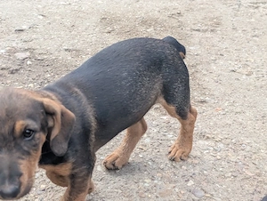 Catei teckel sarmos
