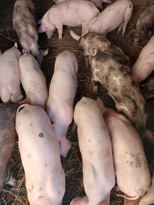 Vind purcei rasă de carne Marele Alb cu Pietrian
