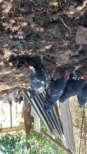 Vând cocoșii australorp sau schimb cu alte animale  - imagine 2