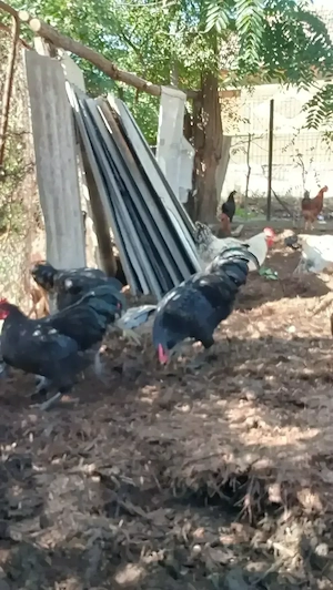 Vând cocoșii australorp sau schimb cu alte animale 