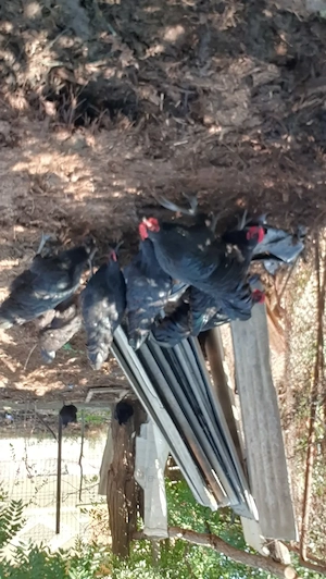 Vând cocoșii australorp sau schimb cu alte animale  - imagine 3