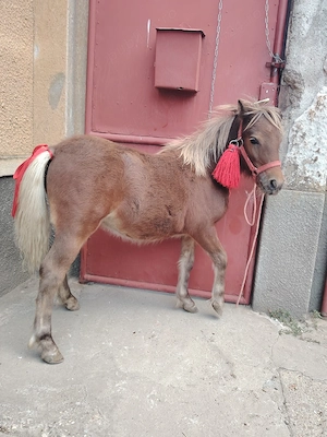 Vand mnazuta ponei 