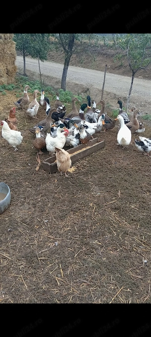 Vând 10 rațe