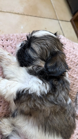 Puiuti Shihtzu, rasa pura