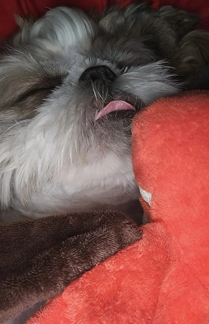 Puiuti Shihtzu, rasa pura - imagine 4