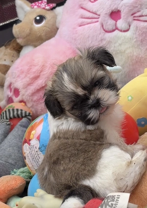 Puiuti Shihtzu, rasa pura - imagine 2