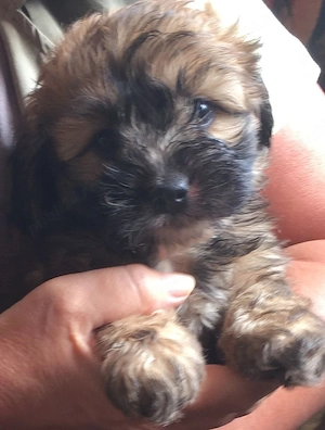 Bichon Havanez talie mica  - imagine 3