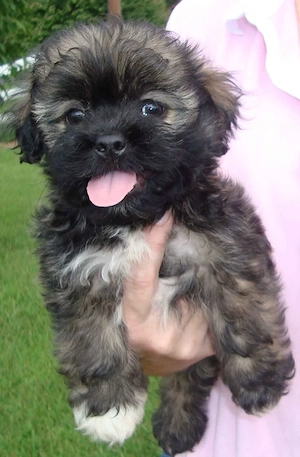 Bichon Havanez talie mica  - imagine 4