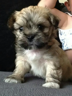 Bichon Havanez talie mica  - imagine 2