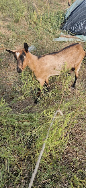 Capre de vanzare