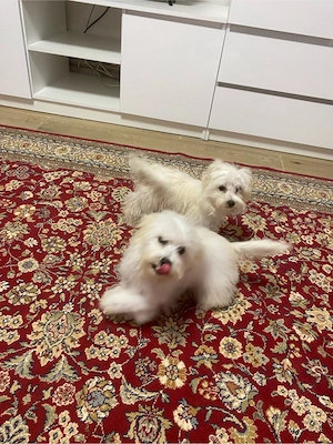 bichon maltez ,fetite - imagine 3