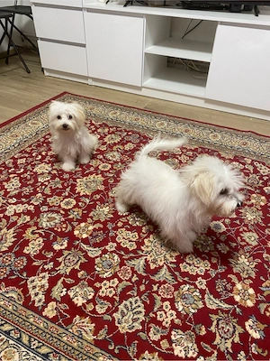 bichon maltez ,fetite - imagine 2