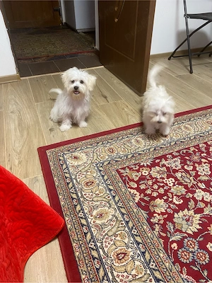 bichon maltez ,fetite