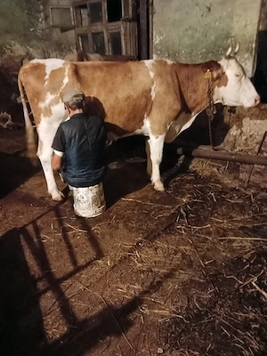 vaca baltata