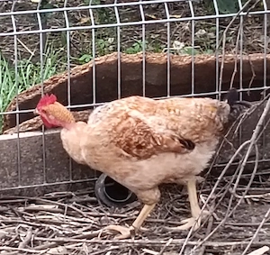 Cocosi de Țară tineri