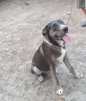 Câine cane corso 1 an jumătate  - imagine 5
