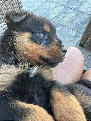 baietel rottwailer ,7 saptamani ,deparazitat ,vaccinat  - imagine 2