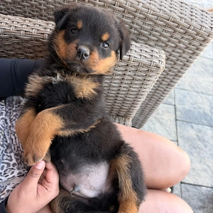 baietel rottwailer ,7 saptamani ,deparazitat ,vaccinat 