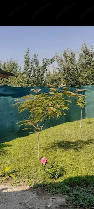 Arbore de mătase (Albitia)