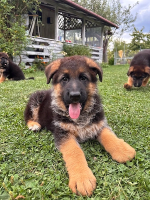 Pui Ciobănesc German cu pedigree exceptional   Canisa Aus Dem Schessburg