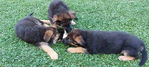 Pui Ciobănesc German cu pedigree exceptional   Canisa Aus Dem Schessburg - imagine 5