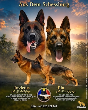 Pui Ciobănesc German cu pedigree exceptional   Canisa Aus Dem Schessburg - imagine 2