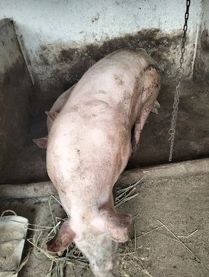 vand porc de carne 