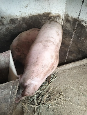 vand porc de carne  - imagine 2