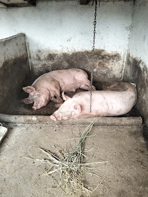 vand porc de carne  - imagine 3