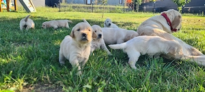 Pui Golden Retriever   5 săptămâni   rezervări   2.000 lei - imagine 3