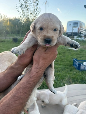 Pui Golden Retriever   5 săptămâni   rezervări   2.000 lei - imagine 2