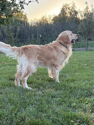 Pui Golden Retriever   5 săptămâni   rezervări   2.000 lei - imagine 5