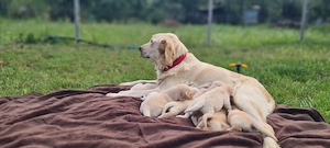 Pui Golden Retriever   5 săptămâni   rezervări   2.000 lei - imagine 4