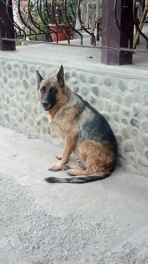 Catei ciobanesc german,mama cu pedigree  - imagine 5