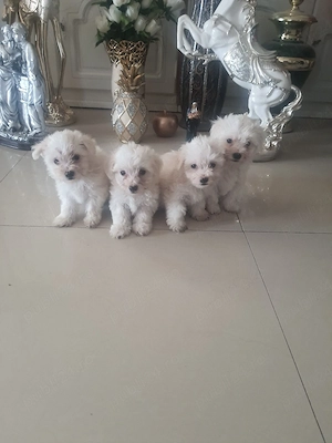 Bichon Maltez - imagine 2