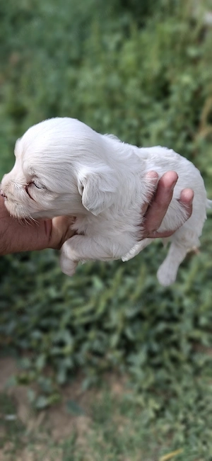 Bichon Maltez Toy  - imagine 2
