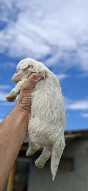 Bichon Maltez Toy  - imagine 3