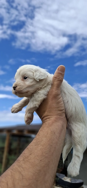 Bichon Maltez Toy 