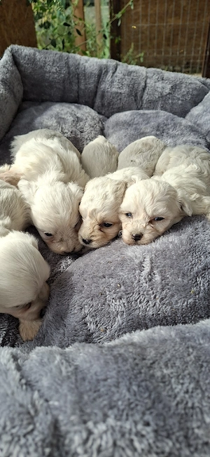Bichon Maltez Toy  - imagine 5