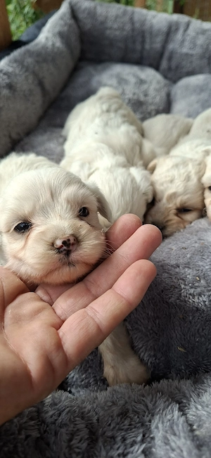 Bichon Maltez Toy  - imagine 4