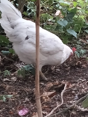 Cocoș și găinușă leghorn - imagine 3