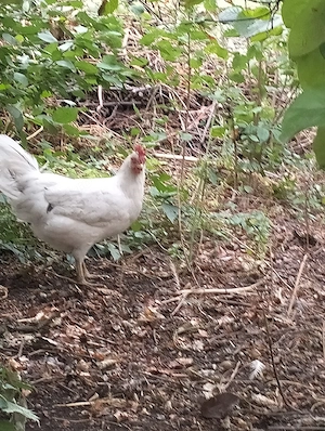 Cocoș și găinușă leghorn - imagine 5