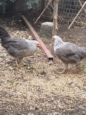 Se vând  găinușe leghorn italian  - imagine 3