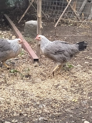 Se vând  găinușe leghorn italian  - imagine 4