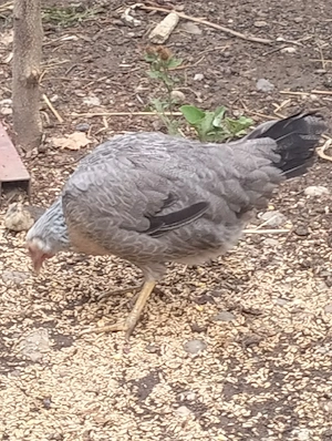 Se vând  găinușe leghorn italian 