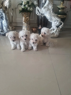 Bichon Maltez - imagine 3